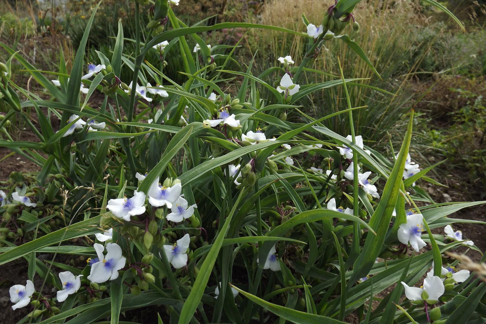 Tradescantia andersoniana 'Osprey'